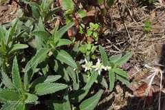 Leucas eriostoma var. eriostoma